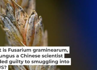 Wheat infected by Fusarium, a toxic fungus, has kernels that appear white with orange at the base. Klaus-Dietmar Gabbert/picture alliance via Getty Images